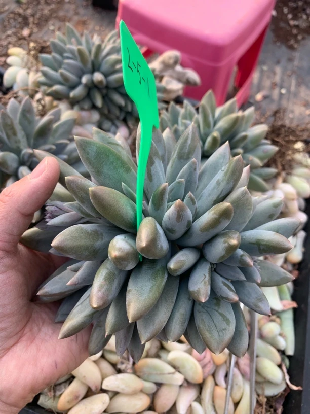 月蒙匠心精品多肉5