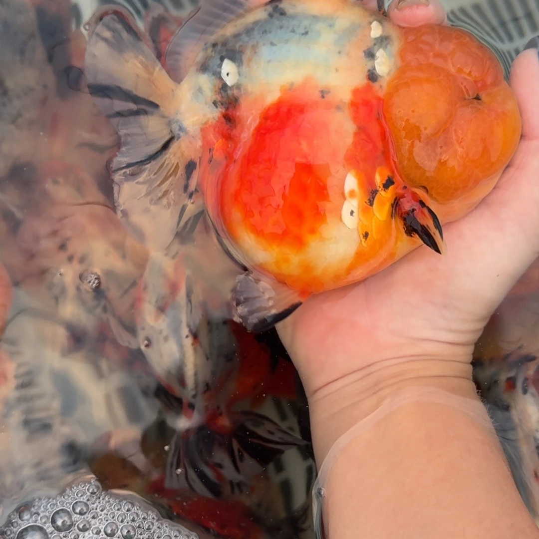 金鱼将军短尾三彩