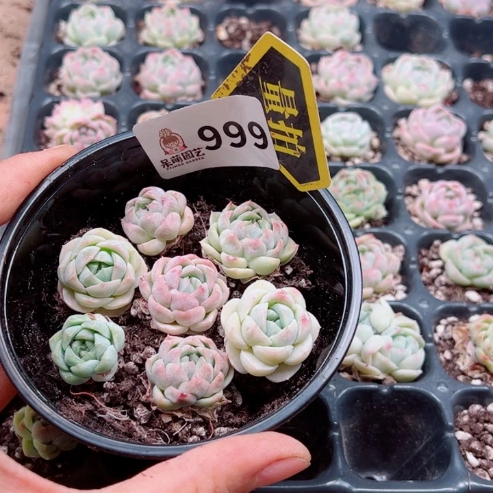 多肉植物多肉植物