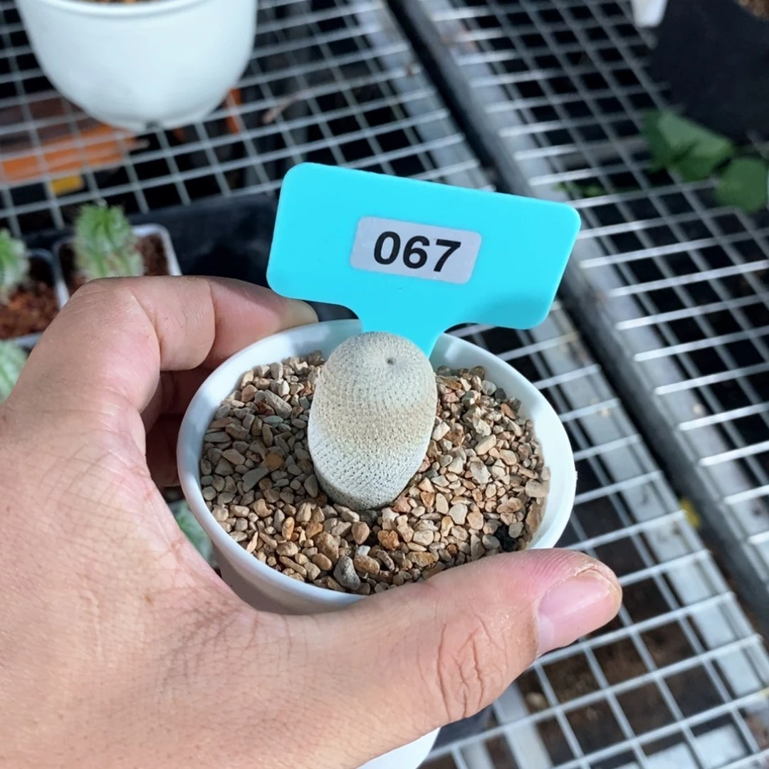 小人帽多肉植物一个