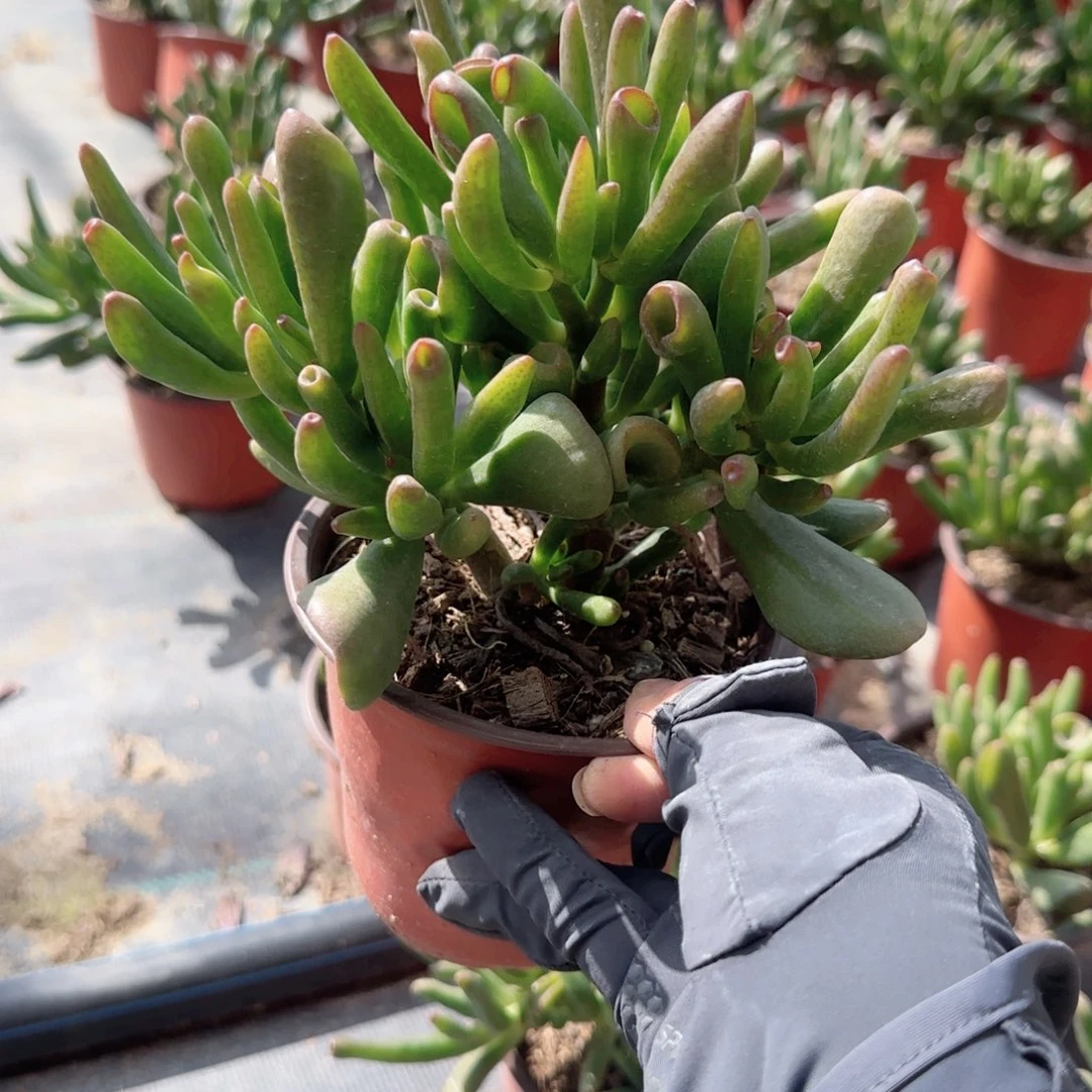 无花朵120吸财树老桩