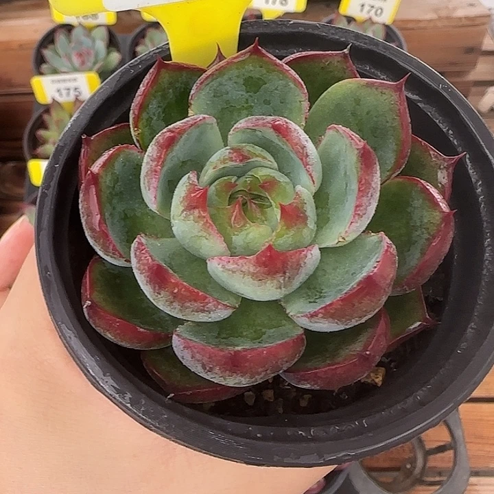 179 惊鸿仙子多肉植物