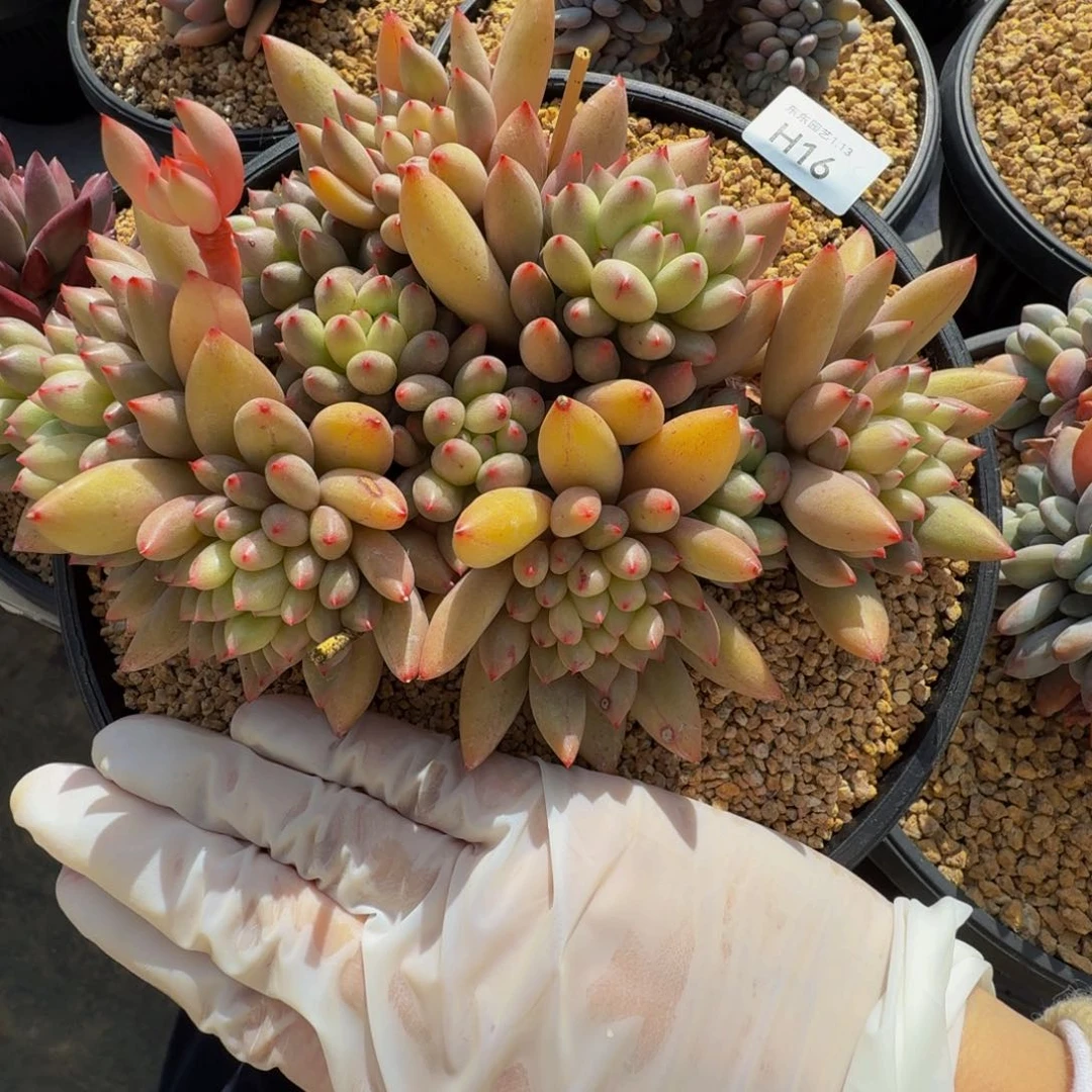 h h h h h h h y 16