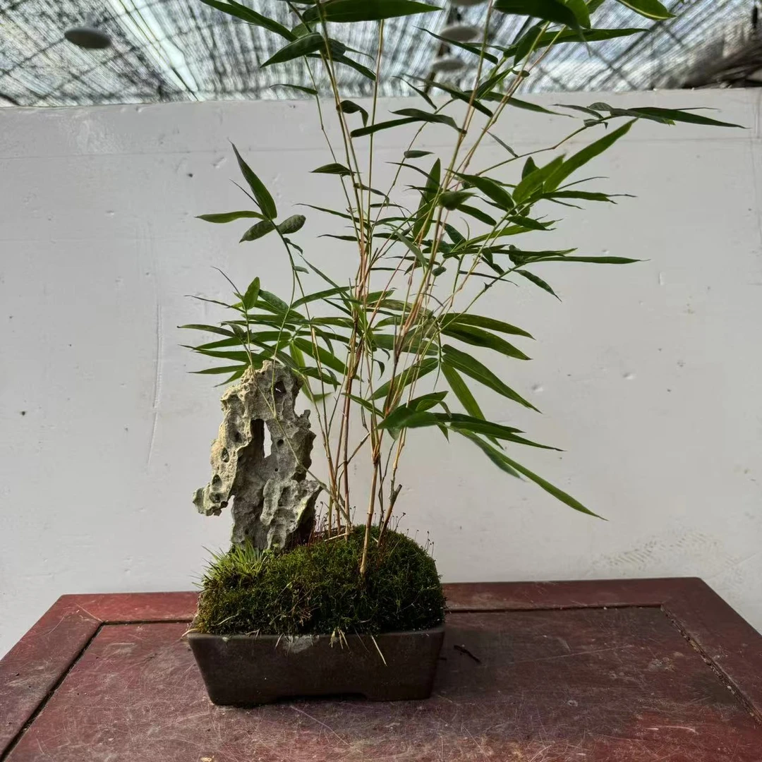 405# 紫砂附石红观音竹盆景