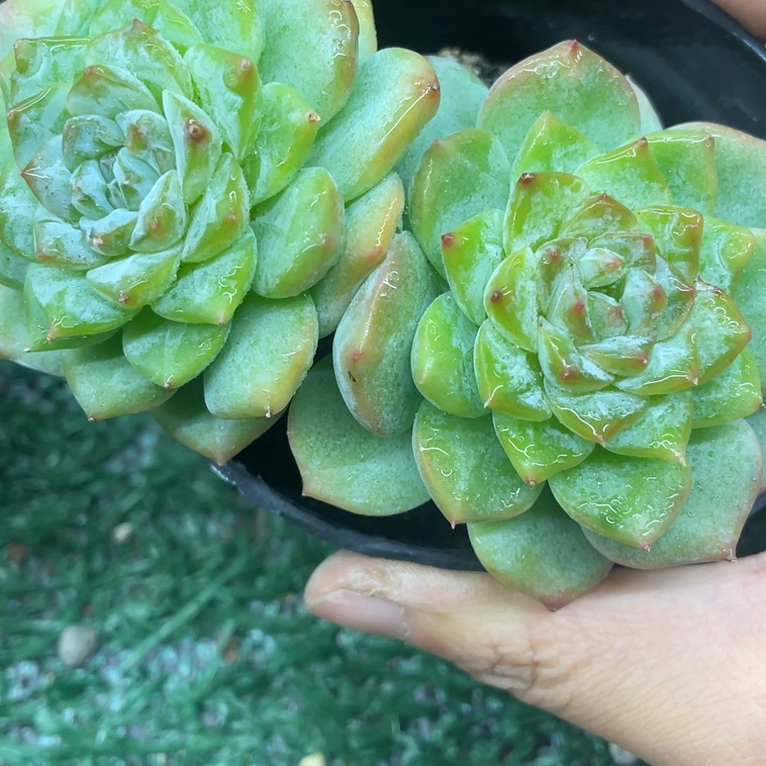 215一起一一拍一拍