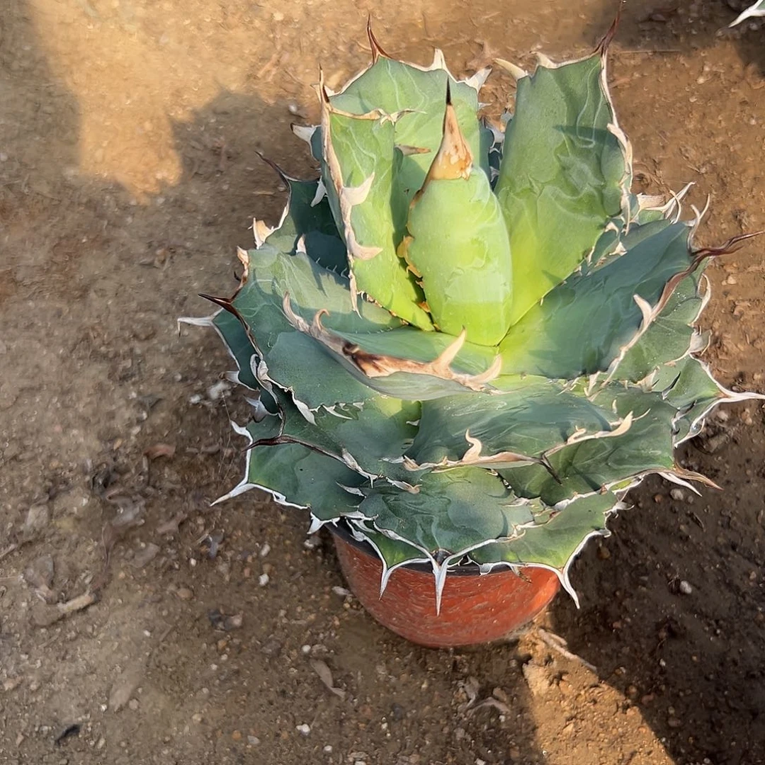 多肉植物仁王冠杂