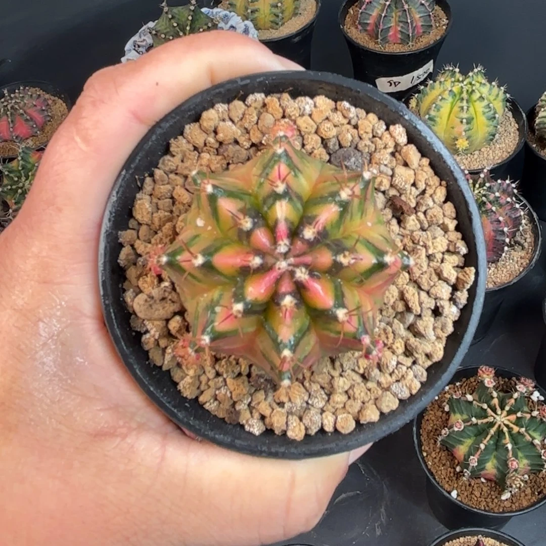泰系米哈实生小精品111