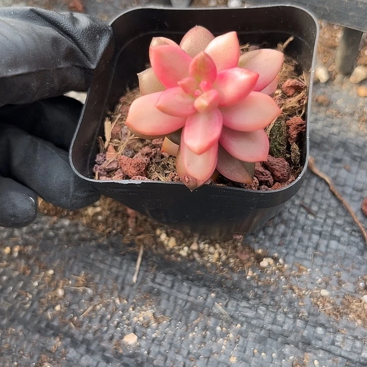 黑美人腹轮锦多肉