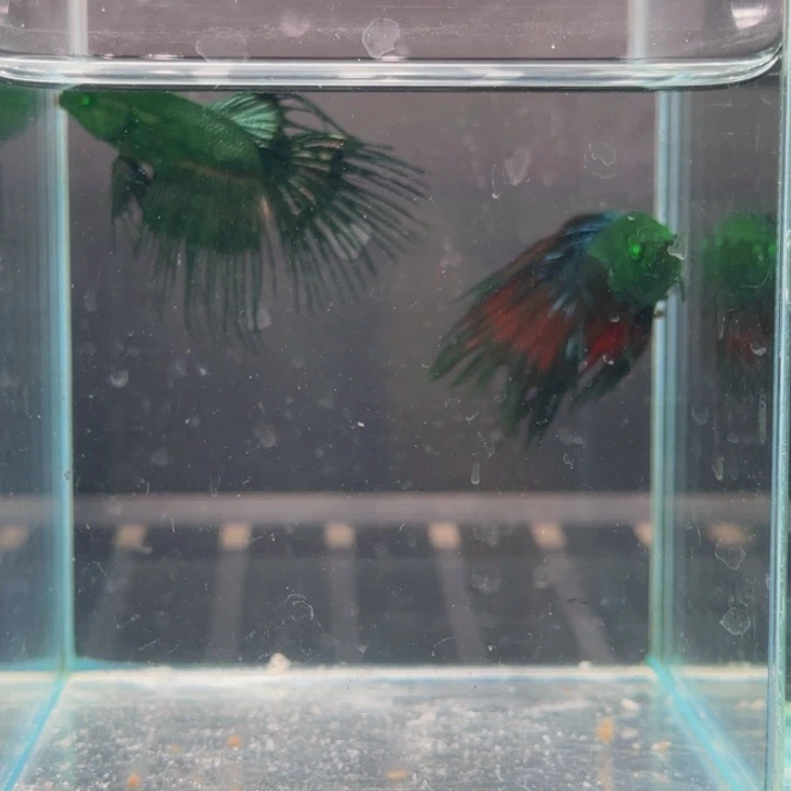 斗鱼哈尔滨啤酒最多