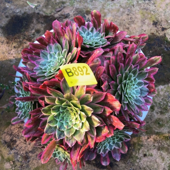 百*粉黛多肉892000000000