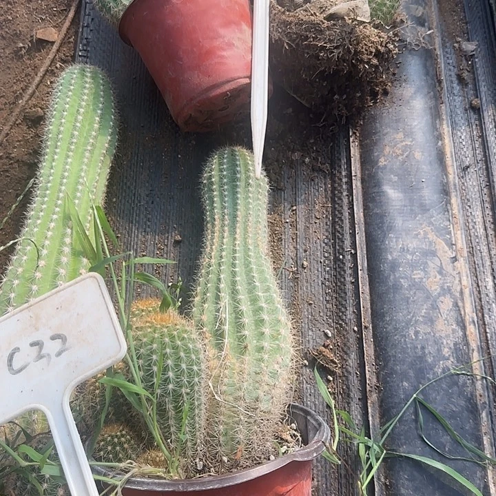 ₂****C32毛花柱实生的25的