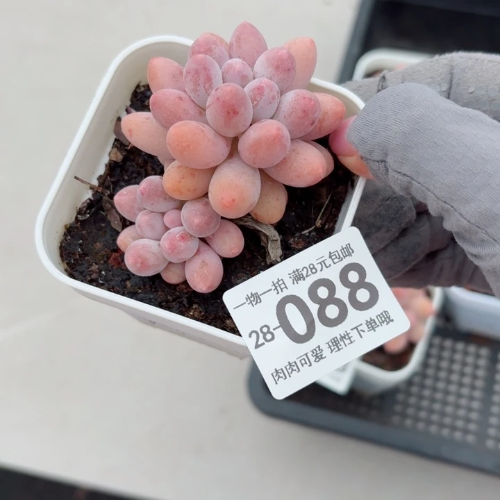 糖***e汤圆多肉无盆土发货