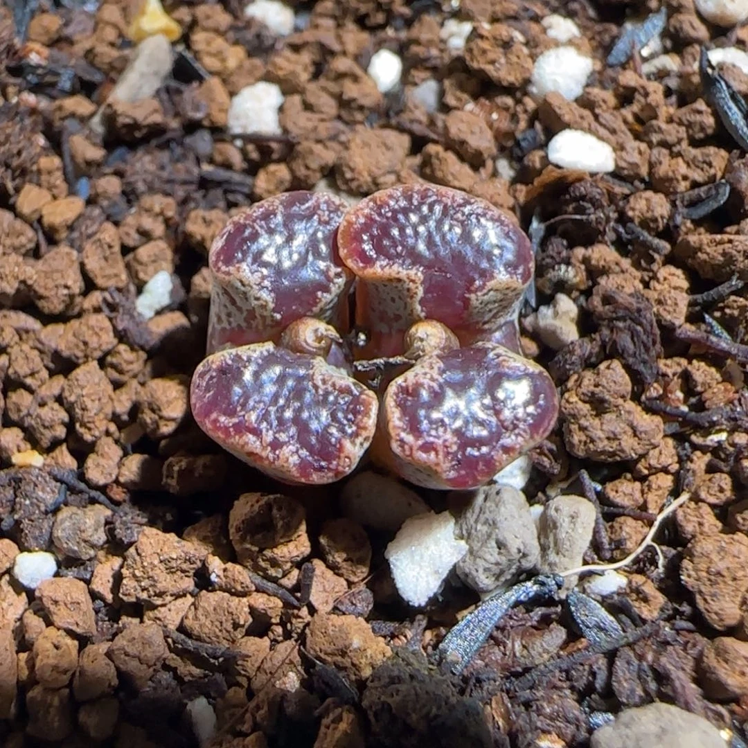 肉锥多肉植物组合-蝴蝶581