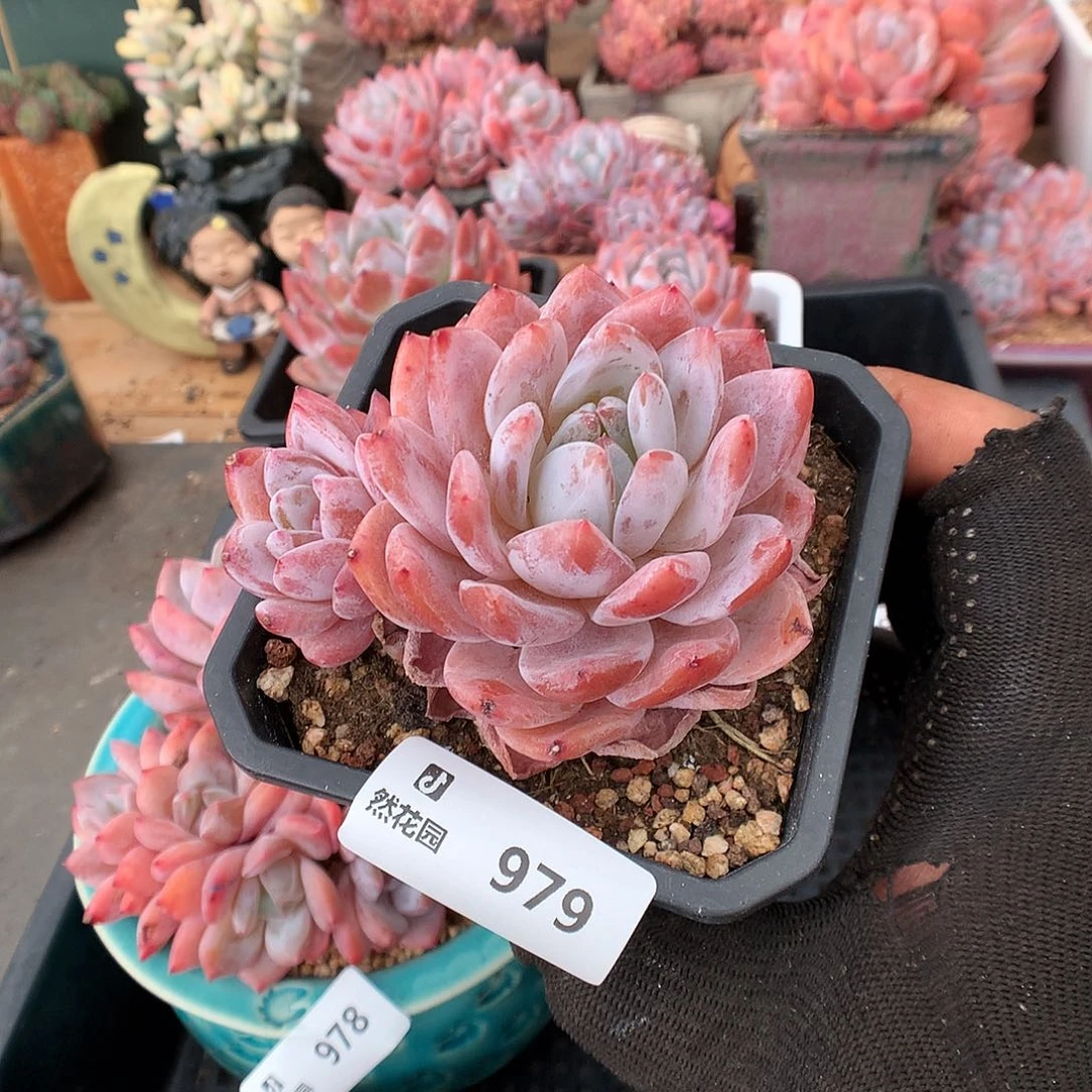 979胭脂橙多肉植物666