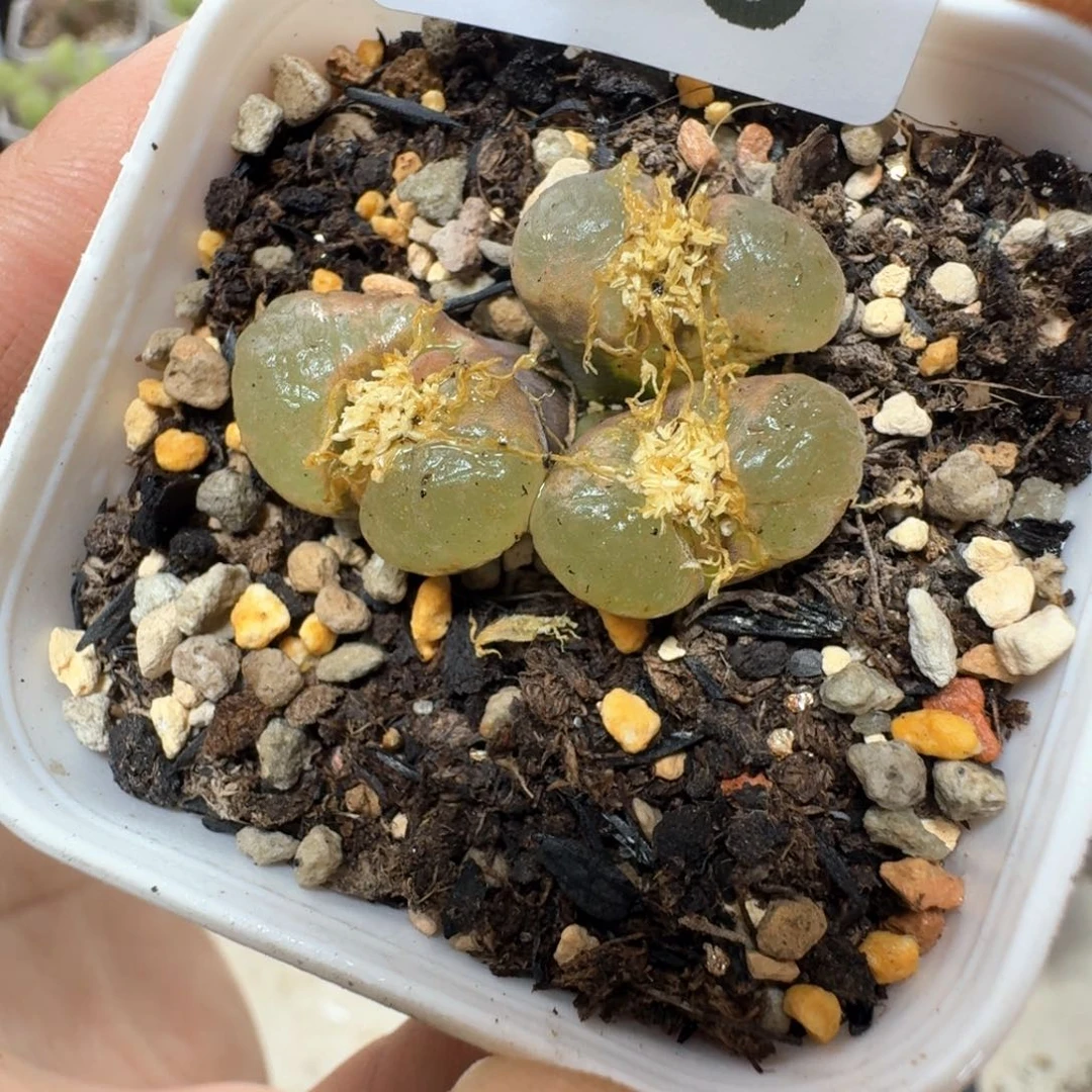 A16。透窗风铃一颗