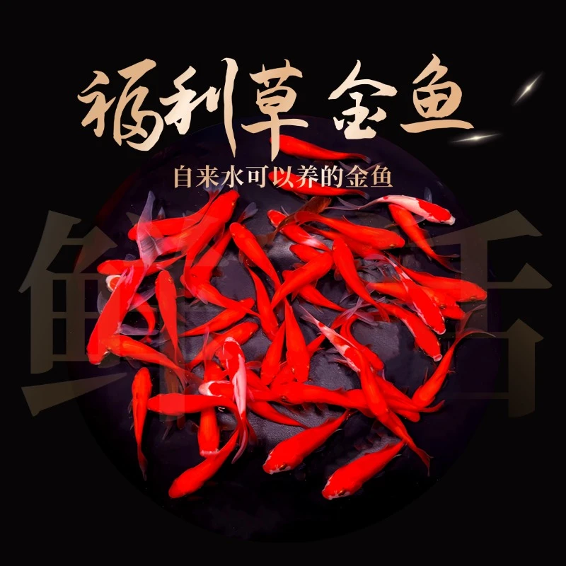 福利25条草金鱼观赏鱼冷水鱼金鱼好养耐活淡水鱼小鱼苗包邮