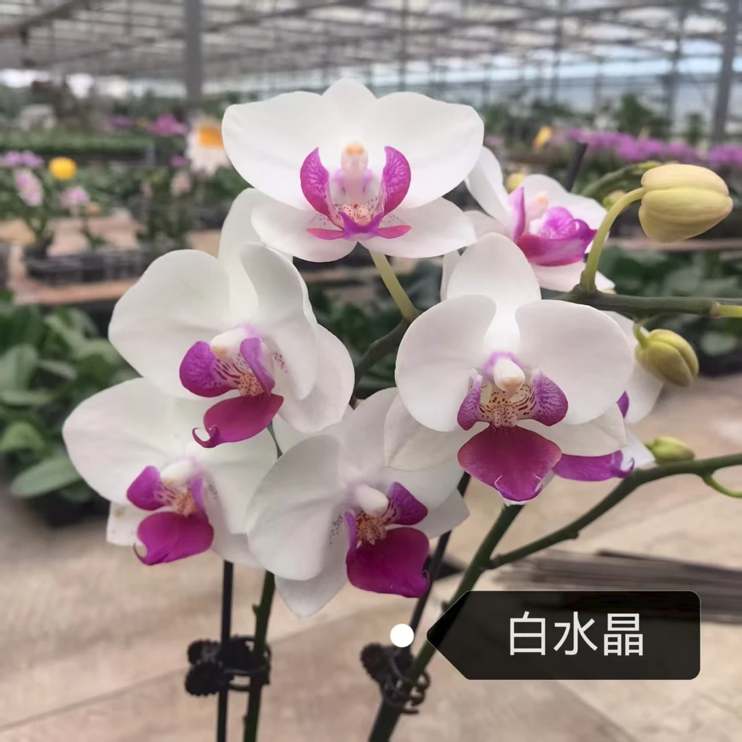 进口洋兰白水晶带花剑室内盆栽 办公室