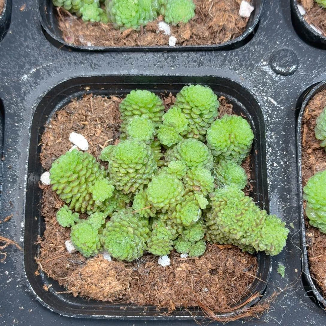 魔男多肉9.9包邮发货