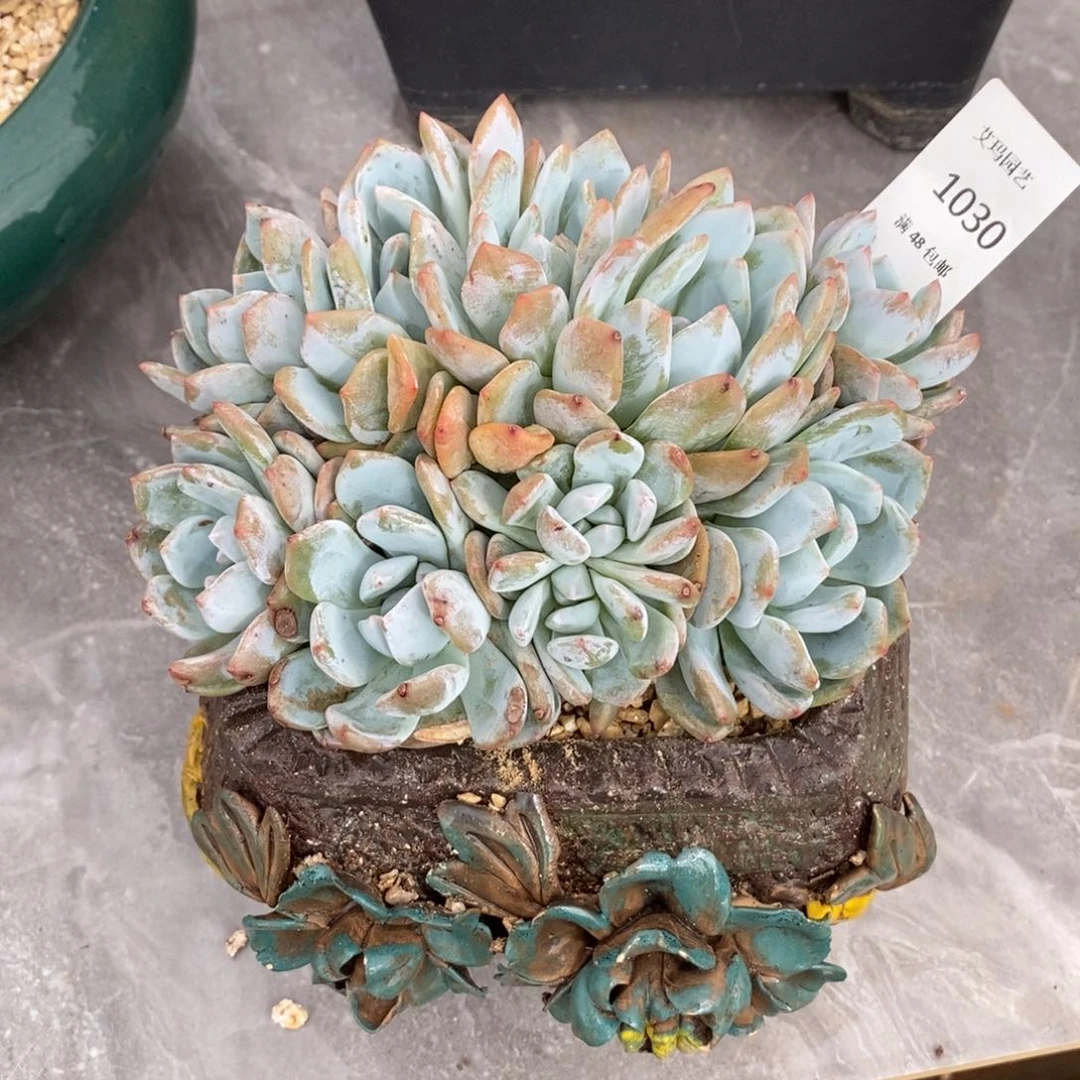 茹***一橙子群生多肉多肉030