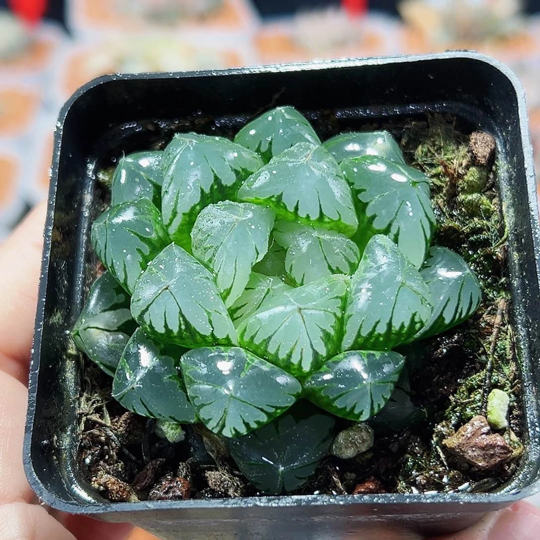 十二卷多肉水晶玉露