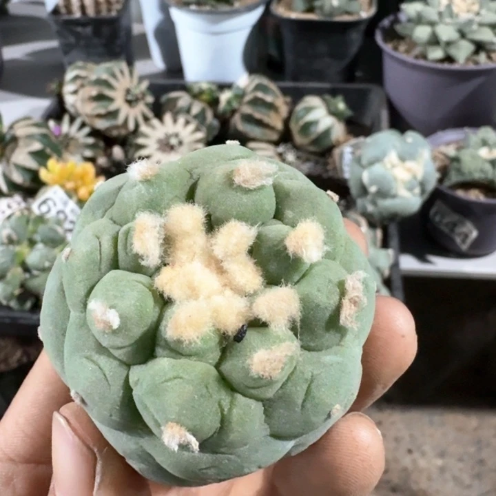 615落地皱油仙仙人球