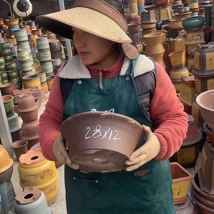 紫砂花盆盆栽花卉苗木种植