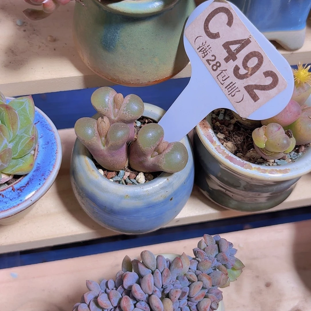 C492风铃一物一拍