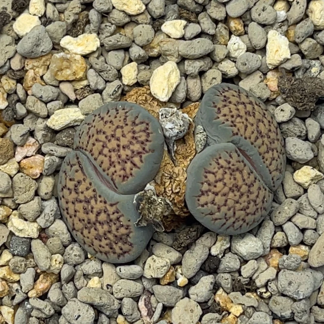 6483双头血点一颗