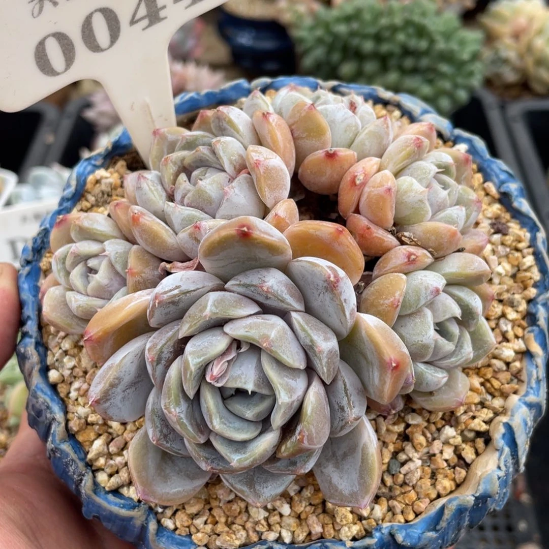 0044雪兔不带盆10厘米