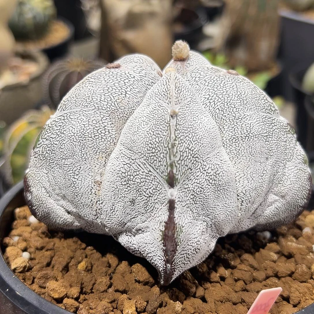 完全开放日系山川恩冢gggggg