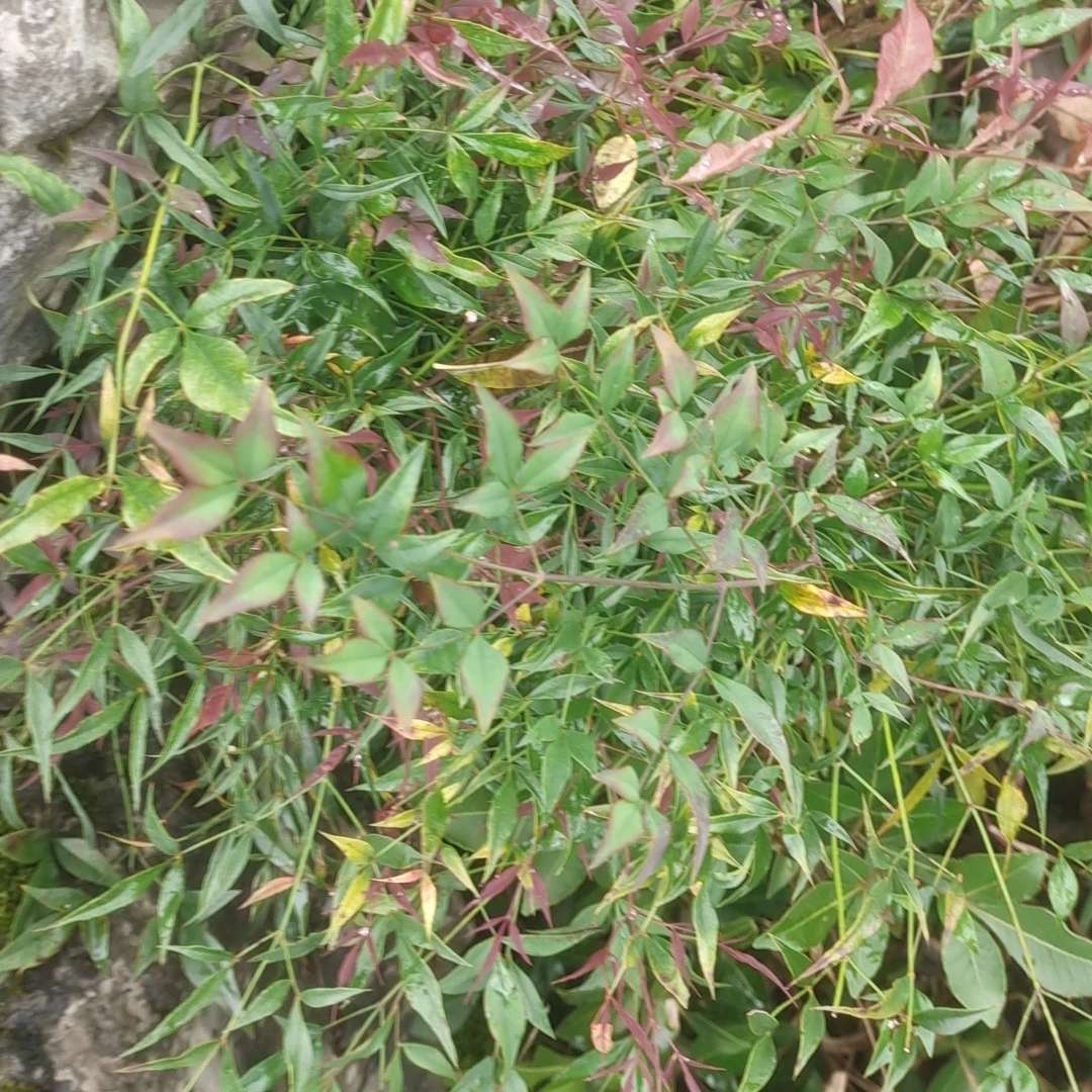 火焰南天竹盆栽可水培土培室内外庭院四季常青耐寒绿植