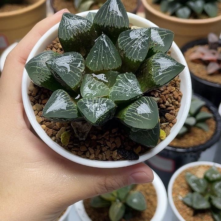 23  裹克实生十二卷多肉