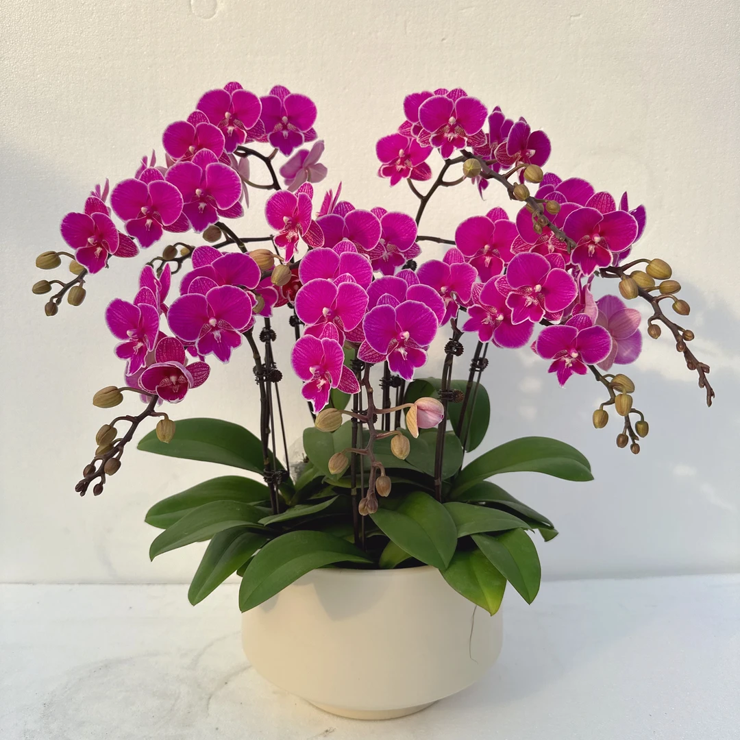 禾惠蝴蝶兰《红豆》年宵花 乔迁之喜 开业送人 带花带花苞基地直发