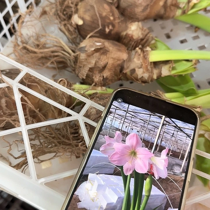 甜蜜之星花后残次直径 5