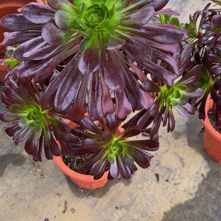 000000000785魔法多肉植物