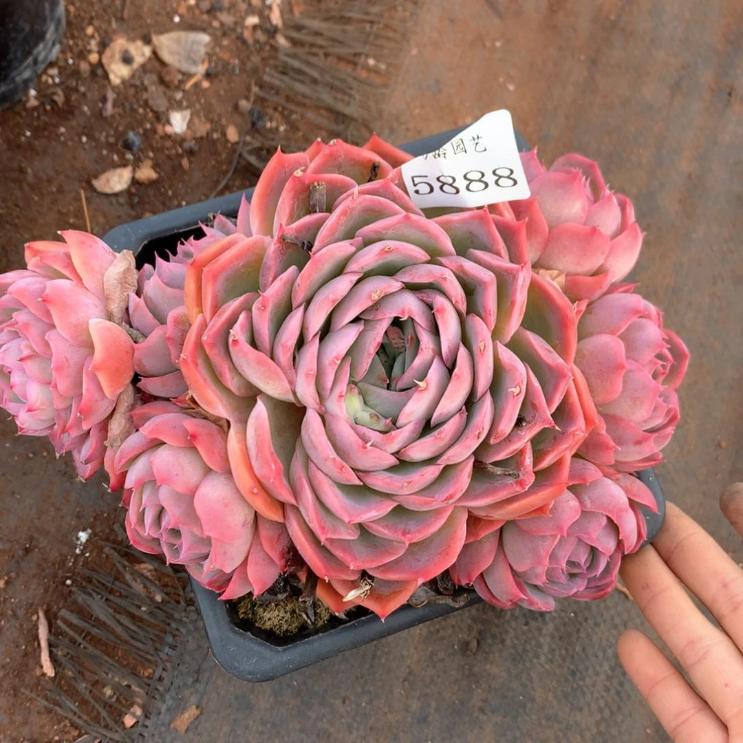 5888瑕疵不售后特价