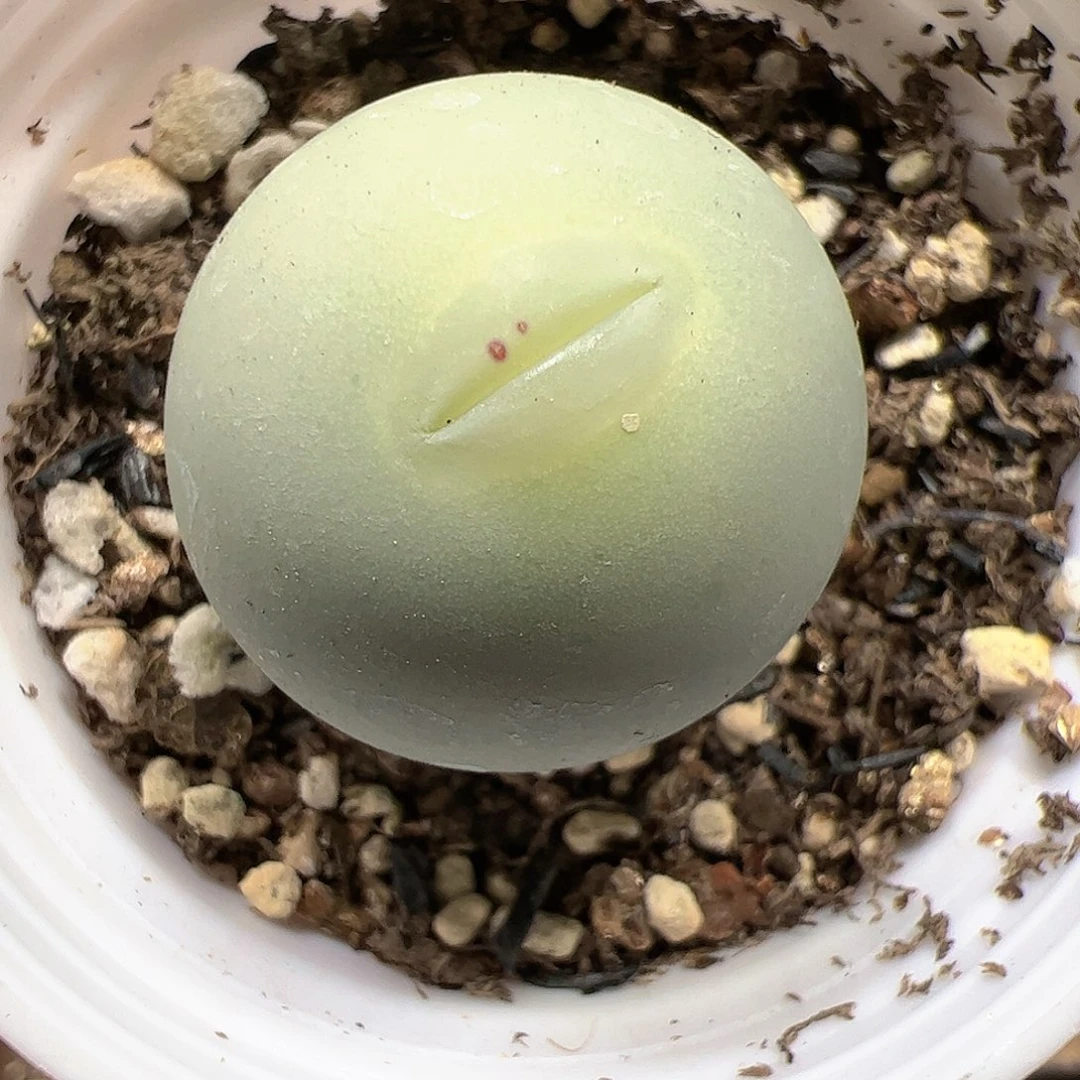 【闪购商品】93 福利