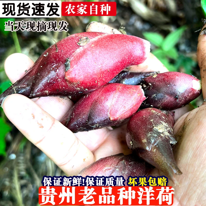 洋河姜农家现挖老品种洋荷贵州特产下饭菜当季应季新鲜蔬菜阳荷