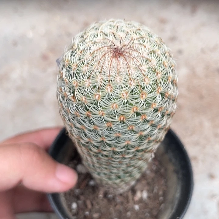 806神惠丸仙人球 植物