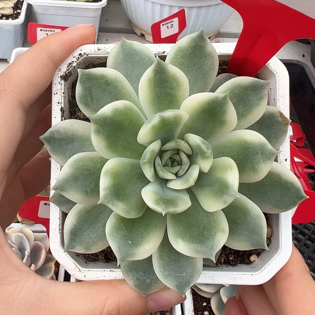 11号爱丽卡锦多肉植物
