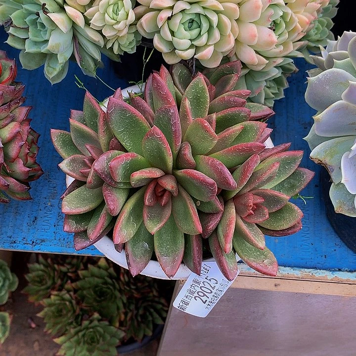 九***莓   丰沛玫瑰29025