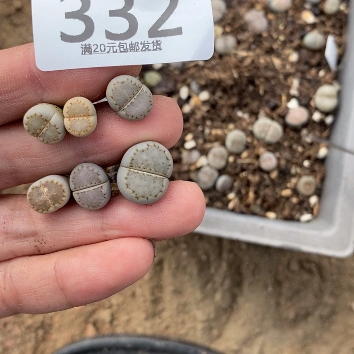 枯***年生石花等植物的332