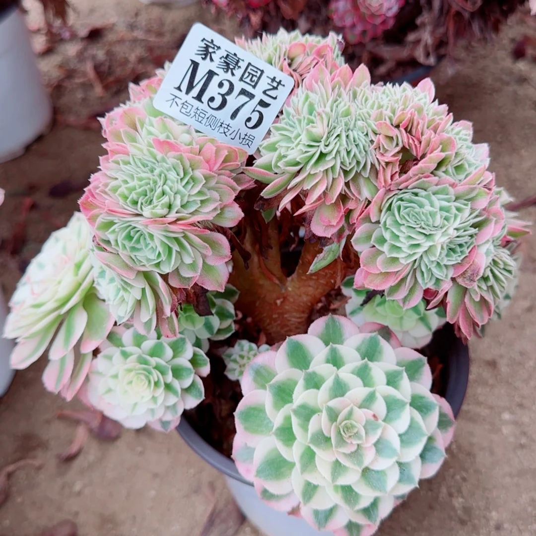 荔枝缀化375冠幅22
