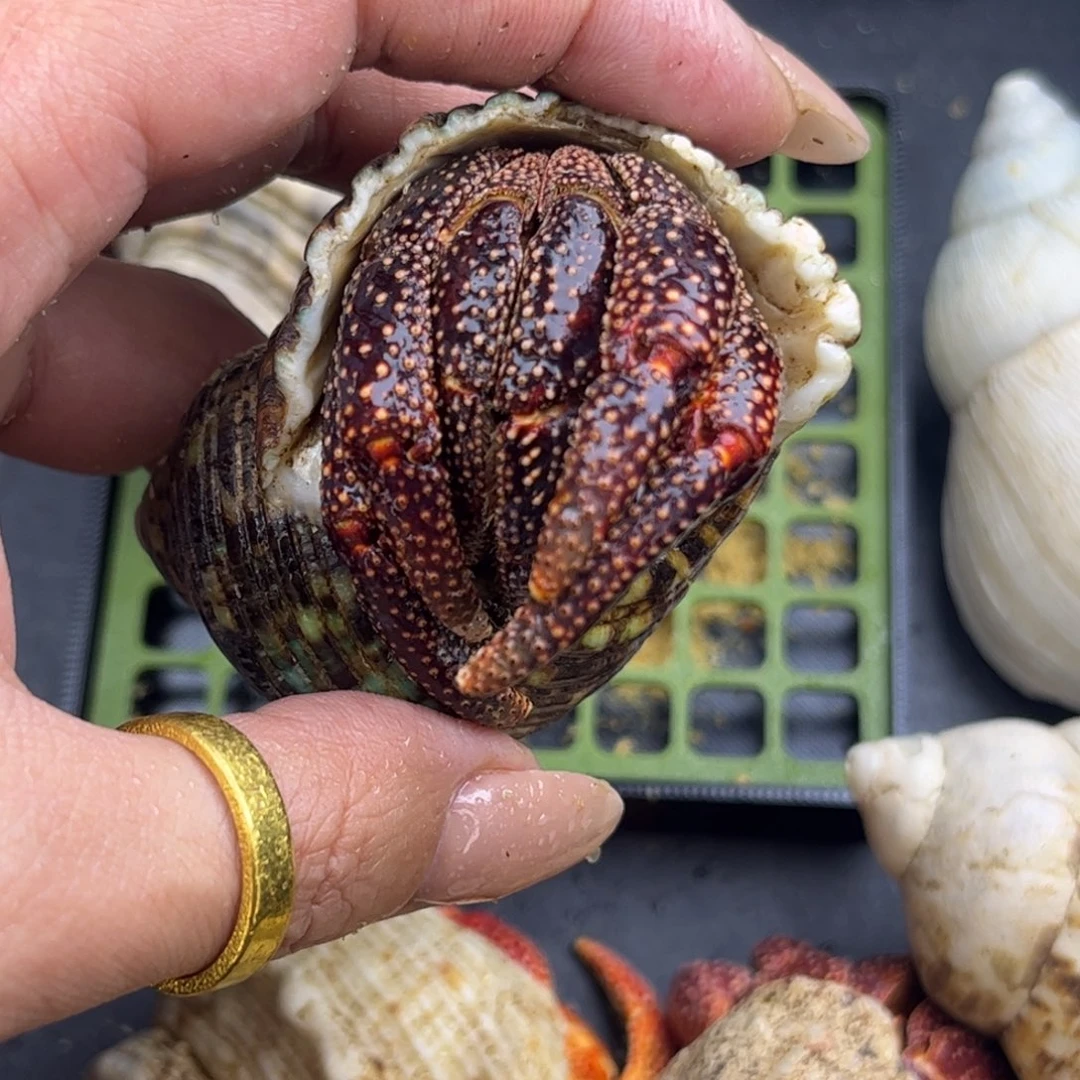 3.4口大黑莓全品包加热