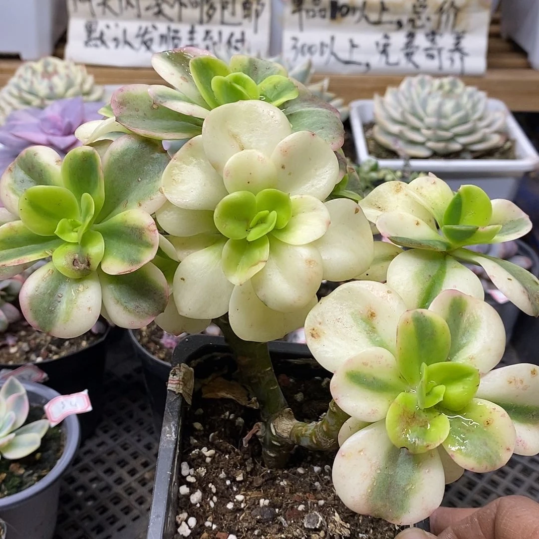0791 红梅覆轮锦 7 头群