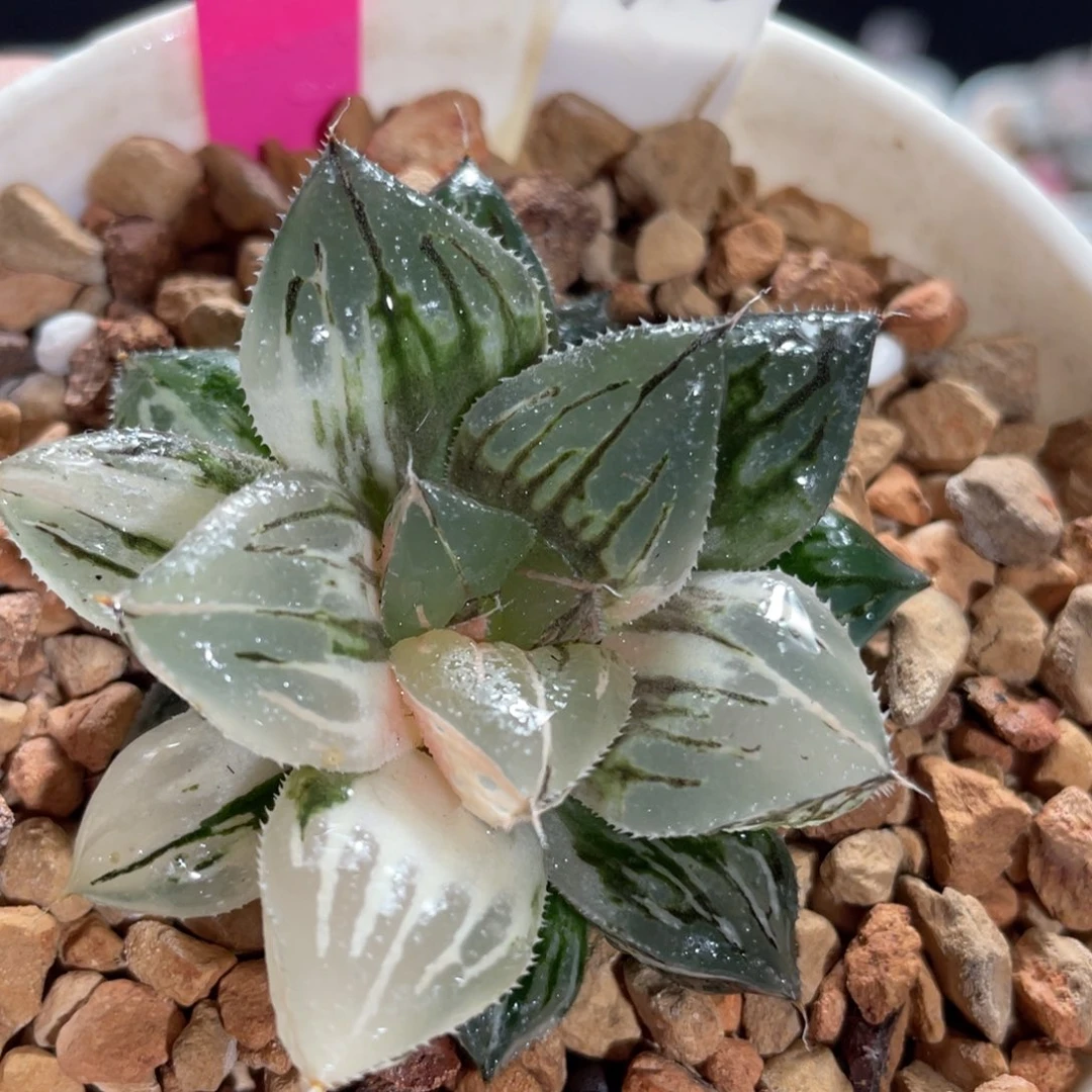 46巨大阿娜塔锦。