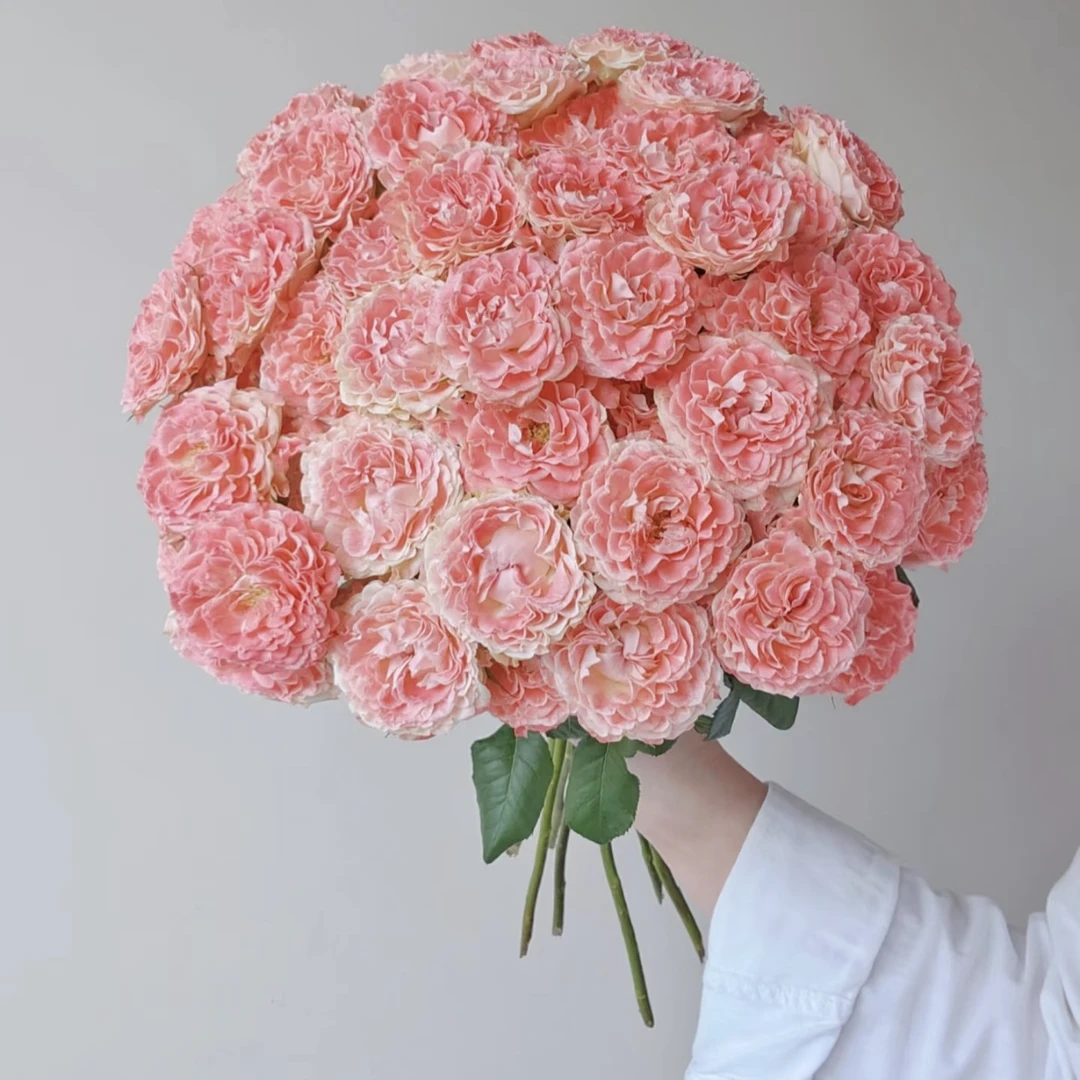 【杨鹏鲜花】小仙女 多头泡泡玫瑰 云南鲜花包邮