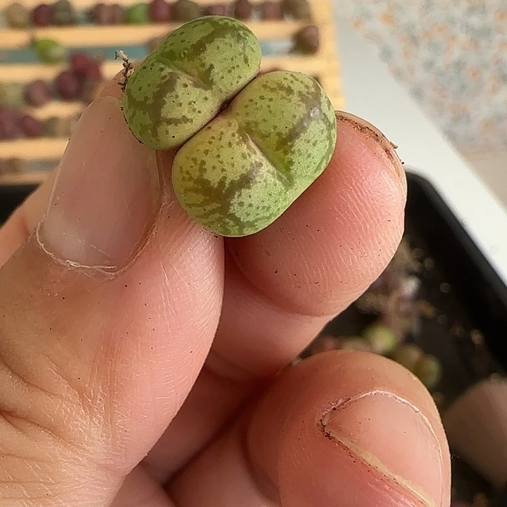 007黄提黑纹优选杂交