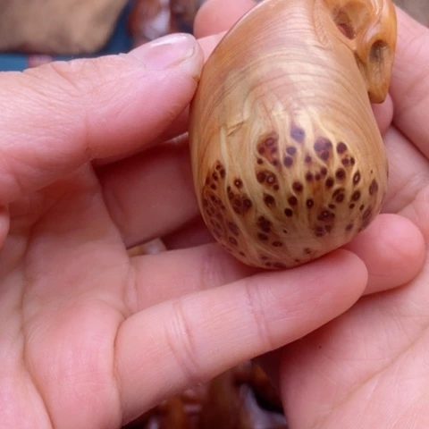 柏木（崖柏）数**二崖柏5555555555555