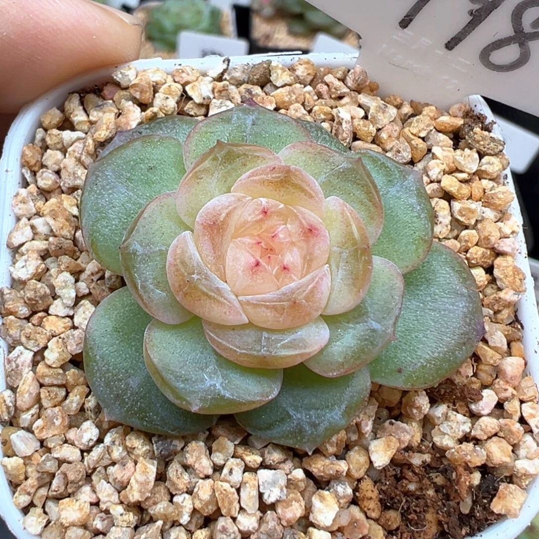 798号青竹 晗雨多肉